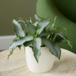 Murdannia Loriformis Bright Star ('Ppimur004') 5 Murdannia Loriformis Bright Star ('Ppimur004') -Pure Botanica pl2000032030 card3 lg