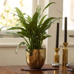 Aglaonema 'Cutlass' 5 Aglaonema 'Cutlass' -Pure Botanica pl2000032037 card3 lg