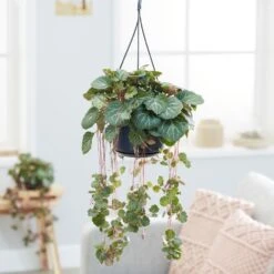 Saxifraga Stolonifera -Pure Botanica pl2000032041 card3 lg