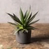 Agave 'Shaka Zulu'