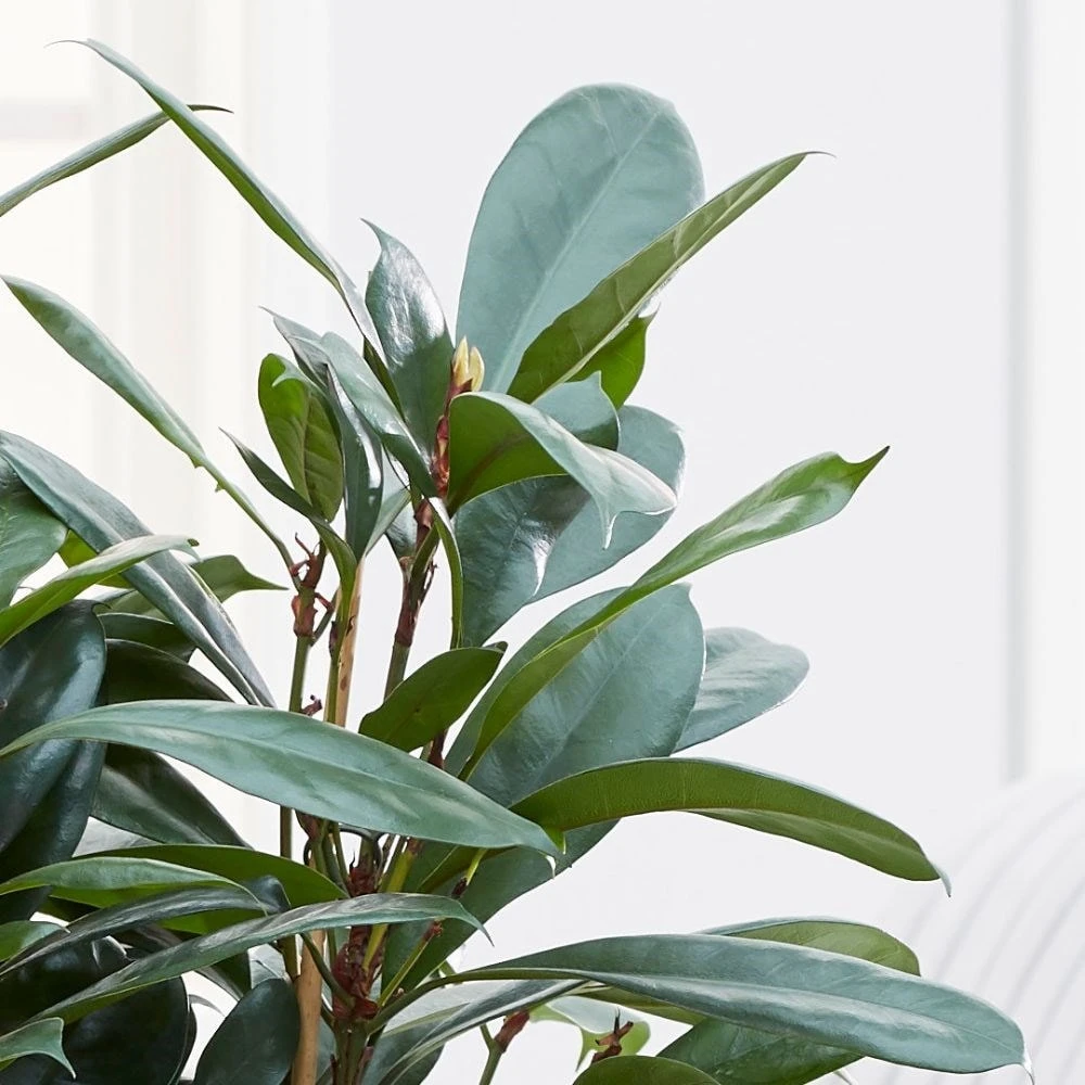 Ficus Cyathistipula 2 Ficus Cyathistipula - Image 2