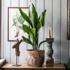 Aspidistra Elatior -Pure Botanica pl2000032065 card4 lg