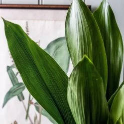 Aspidistra Elatior -Pure Botanica pl2000032065 card5 lg