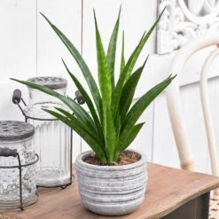 Sansevieria Kirkii 'Friends' -Pure Botanica pl2000032083 card3 lg