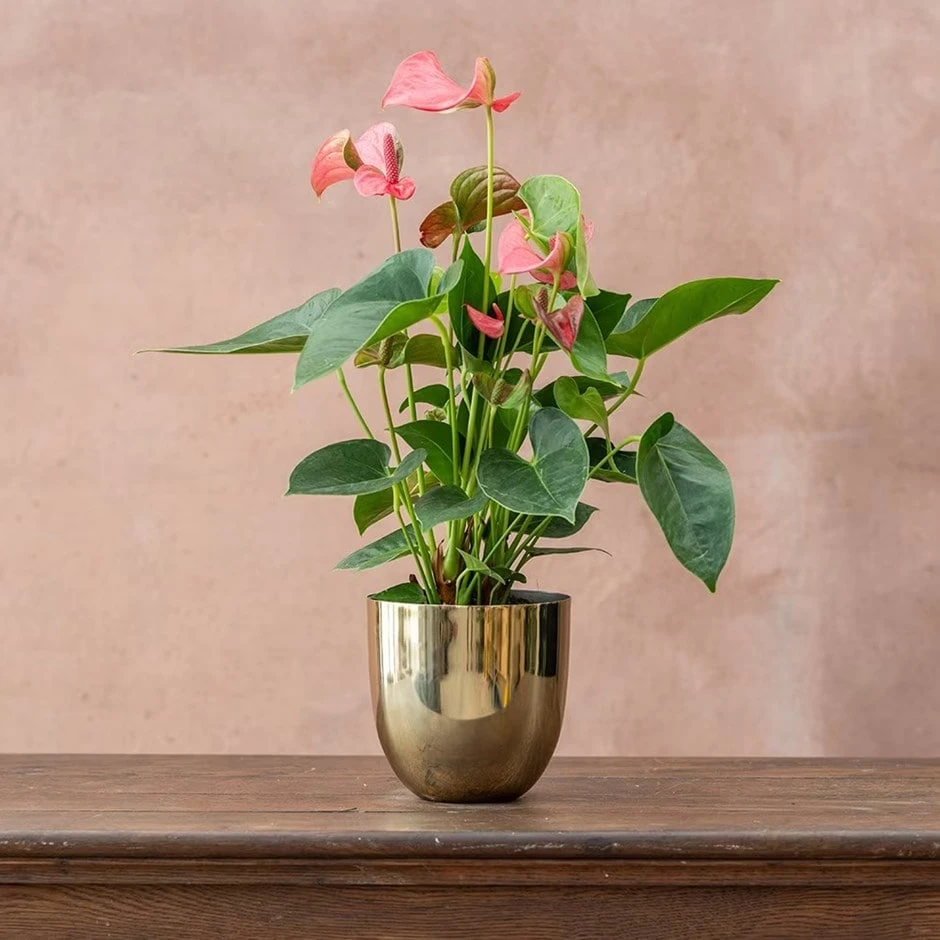 Anthurium Pink Champion ('Antinkeles') (PBR) 1 Anthurium Pink Champion ('Antinkeles') (PBR)
