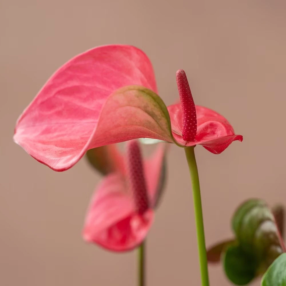 Anthurium Pink Champion ('Antinkeles') (PBR) 3 Anthurium Pink Champion ('Antinkeles') (PBR) - Image 3