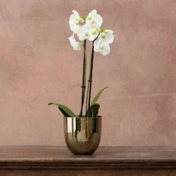 Phalaenopsis Grandiflorum 'White' 5 Phalaenopsis Grandiflorum 'White' -Pure Botanica pl2000032092 card3 lg