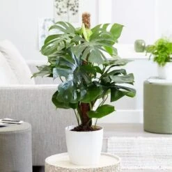 Monstera Deliciosa -Pure Botanica pl2000032789 card4 lg