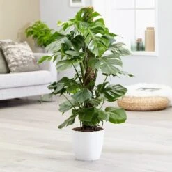 Monstera Deliciosa -Pure Botanica pl2000032789 card5 lg