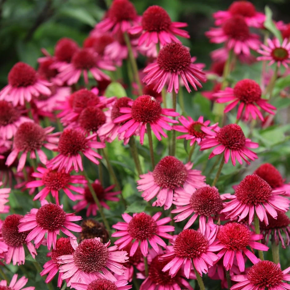 Echinacea Delicious Candy ('Noortdeli') (PBR) 1 Echinacea Delicious Candy ('Noortdeli') (PBR)