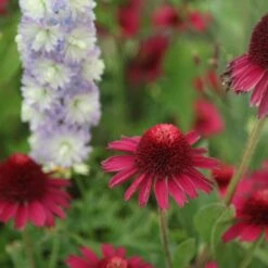 Echinacea Delicious Candy ('Noortdeli') (PBR) 7 Echinacea Delicious Candy ('Noortdeli') (PBR) -Pure Botanica pl2000033449 card4 lg