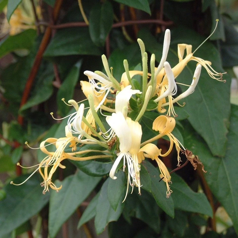 Lonicera Similis Var. Delavayi 1 Lonicera Similis Var. Delavayi