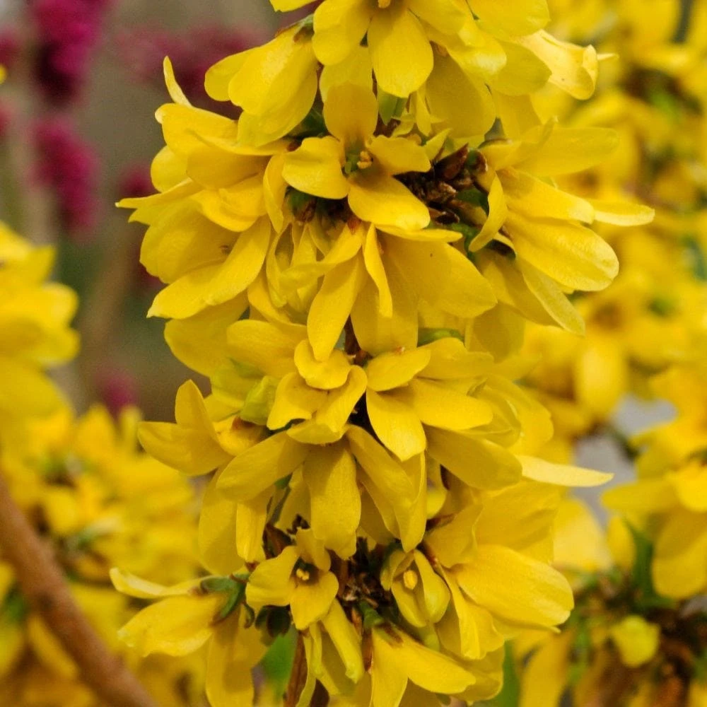 Forsythia × Intermedia Mikador ('Minfor6') (PBR) 2 Forsythia × Intermedia Mikador ('Minfor6') (PBR) - Image 2