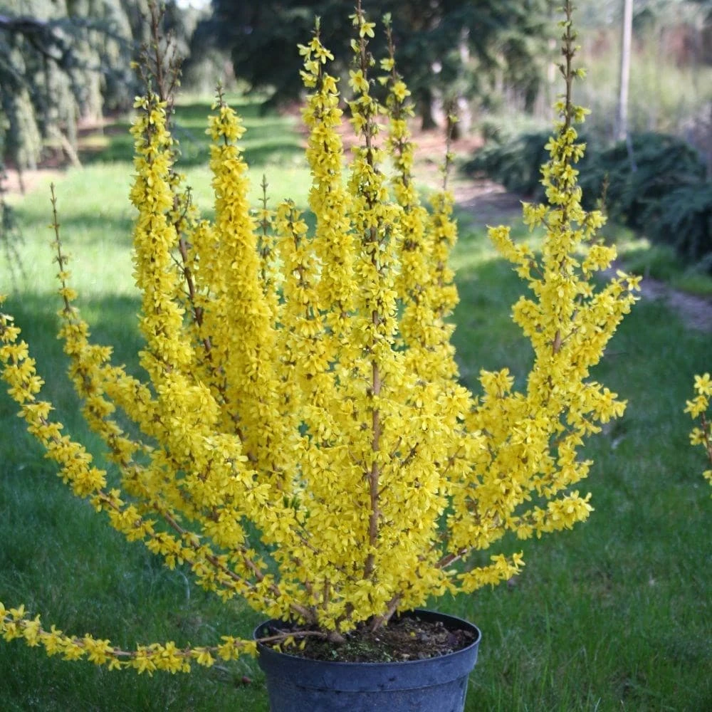 Forsythia × Intermedia Mikador ('Minfor6') (PBR) 3 Forsythia × Intermedia Mikador ('Minfor6') (PBR) - Image 3