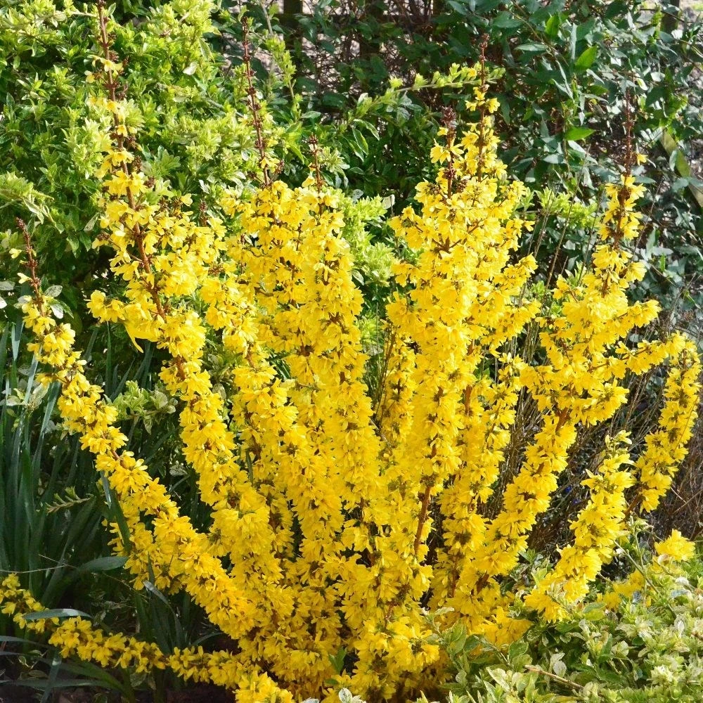 Forsythia × Intermedia Mikador ('Minfor6') (PBR) 4 Forsythia × Intermedia Mikador ('Minfor6') (PBR) - Image 4