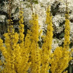 Forsythia × Intermedia Mikador ('Minfor6') (PBR) 9 Forsythia × Intermedia Mikador ('Minfor6') (PBR) -Pure Botanica pl2000033512 card5 lg