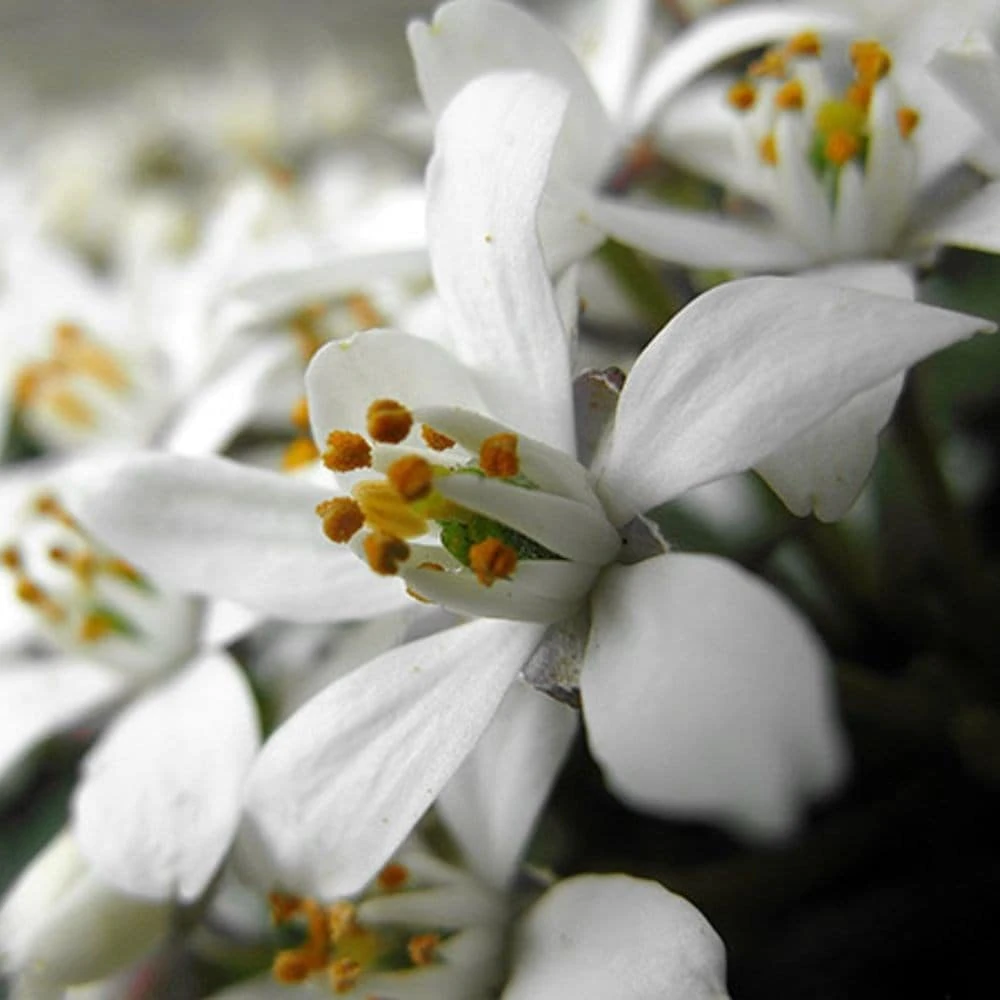 Choisya × Dewitteana White Dazzler ('Londaz') (PBR) 2 Choisya × Dewitteana White Dazzler ('Londaz') (PBR) - Image 2