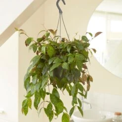 Aeschynanthus Longicaulis -Pure Botanica pl2000033576 card3 lg