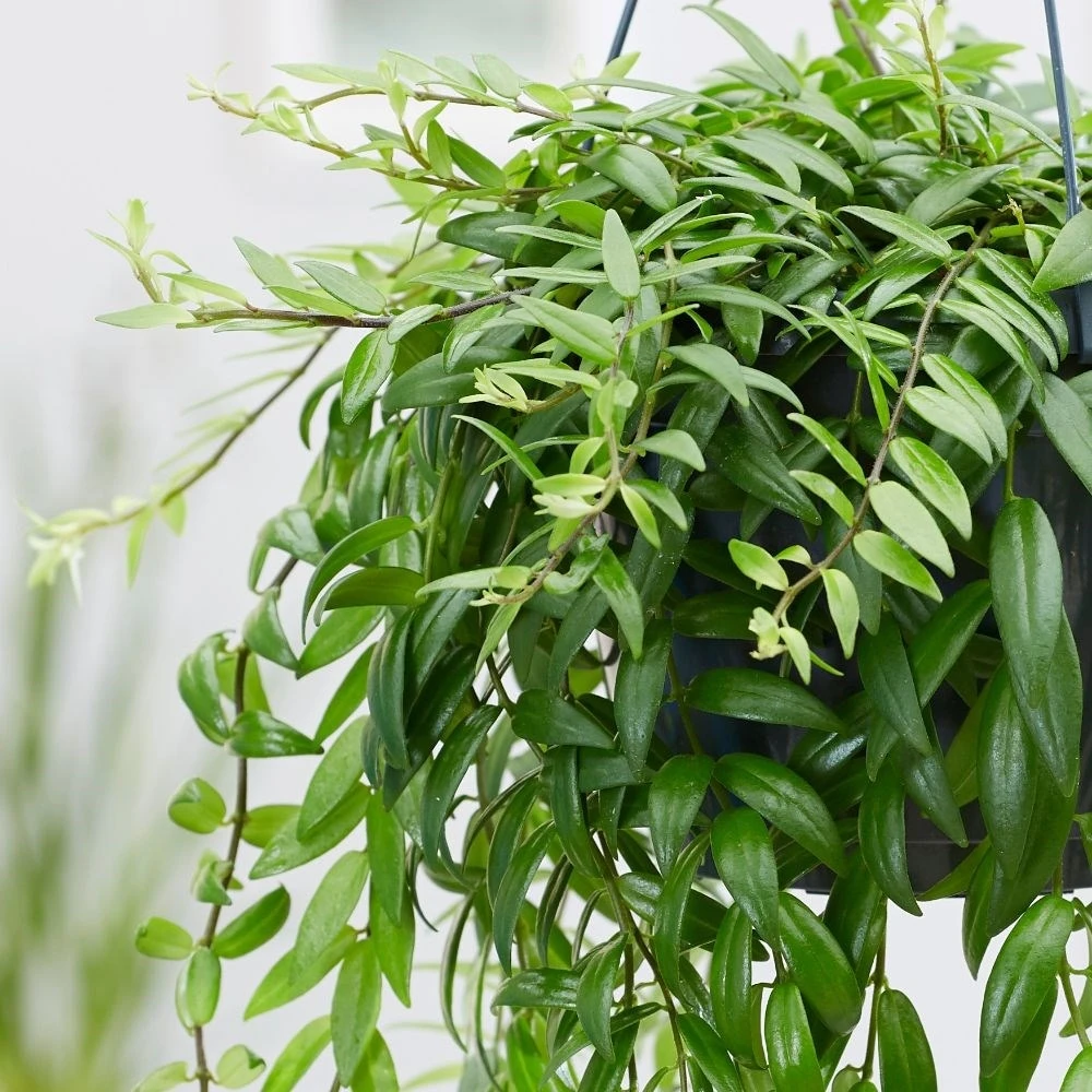 Aeschynanthus Japhrolepis 2 Aeschynanthus Japhrolepis - Image 2