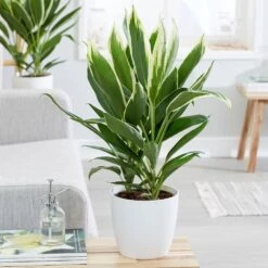 Cordyline Fruticosa 'Conga' -Pure Botanica pl2000033582 card3 lg