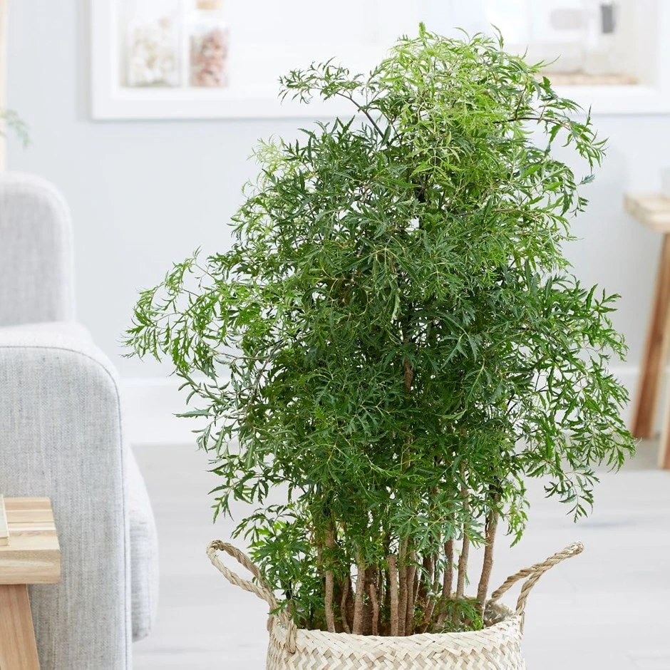 Polyscias Fruticosa 'Ming' 1 Polyscias Fruticosa 'Ming'