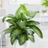 Dieffenbachia 'Tropic Snow'
