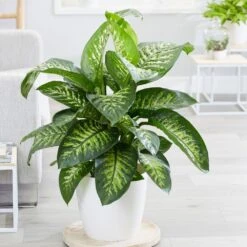 Dieffenbachia 'Tropic Snow' 5 Dieffenbachia 'Tropic Snow' -Pure Botanica pl2000033600 card3 lg