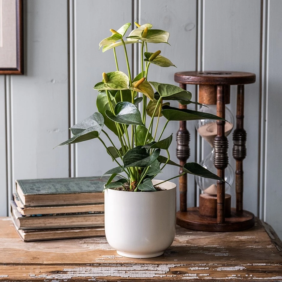 Anthurium Vanilla Champion 1 Anthurium Vanilla Champion