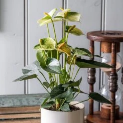 Anthurium Vanilla Champion 5 Anthurium Vanilla Champion -Pure Botanica pl2000033604 card3 lg