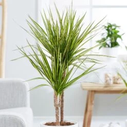Dracaena Marginata 'Sunray' (PBR)