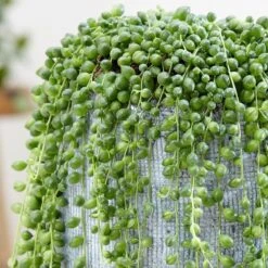 Curio Rowleyanus -Pure Botanica pl2000033731 card4 lg