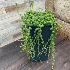 Curio Rowleyanus -Pure Botanica pl2000033731 card5 lg