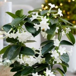 Stephanotis Floribunda -Pure Botanica pl2000034245 card3 lg