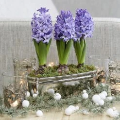 Scented Blue Hyacinths In A Round Silver Ceramic Bowl