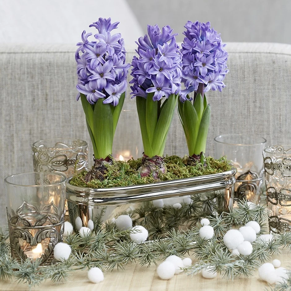 Scented Blue Hyacinths In A Round Silver Ceramic Bowl 1 Scented Blue Hyacinths In A Round Silver Ceramic Bowl