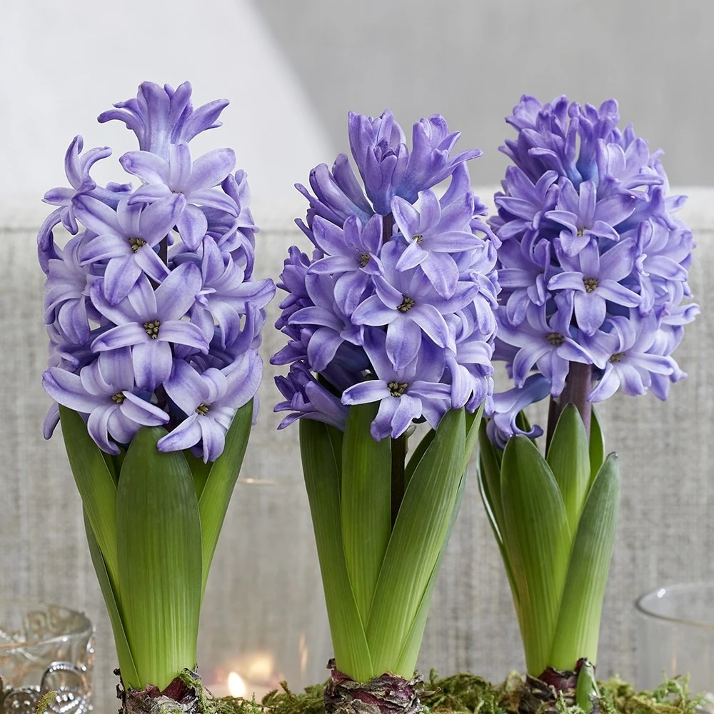 Scented Blue Hyacinths In A Round Silver Ceramic Bowl 2 Scented Blue Hyacinths In A Round Silver Ceramic Bowl - Image 2