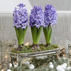 Scented Blue Hyacinths In A Round Silver Ceramic Bowl 5 Scented Blue Hyacinths In A Round Silver Ceramic Bowl -Pure Botanica pl2000034247 card3 lg