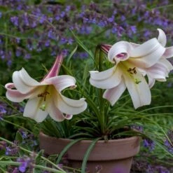 Lilium Formosanum Var. Pricei