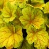 Heuchera 'Electra' (PBR)