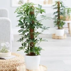 New Release 19 Schefflera Arboricola 'Nora'