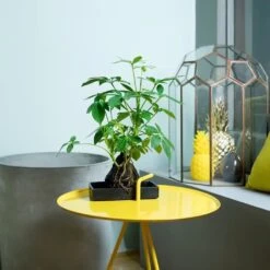 New Release -Pure Botanica pl2000034367 card2 lg