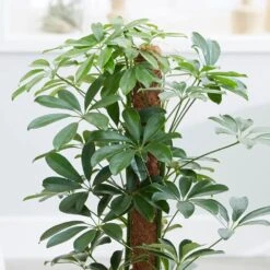 Schefflera Arboricola 'Nora' -Pure Botanica pl2000034367 card4 lg