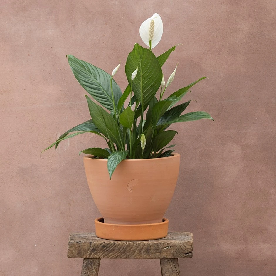 Spathiphyllum Bingo Cupido ('Spapril') (PBR) 1 Spathiphyllum Bingo Cupido ('Spapril') (PBR)