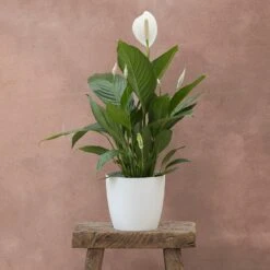 Spathiphyllum Bingo Cupido ('Spapril') (PBR) 5 Spathiphyllum Bingo Cupido ('Spapril') (PBR) -Pure Botanica pl2000034375 card3 lg