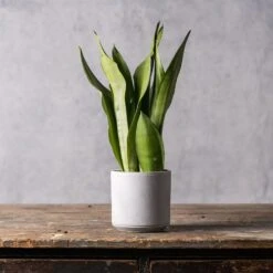 Sansevieria Trifasciata 'Moonshine'