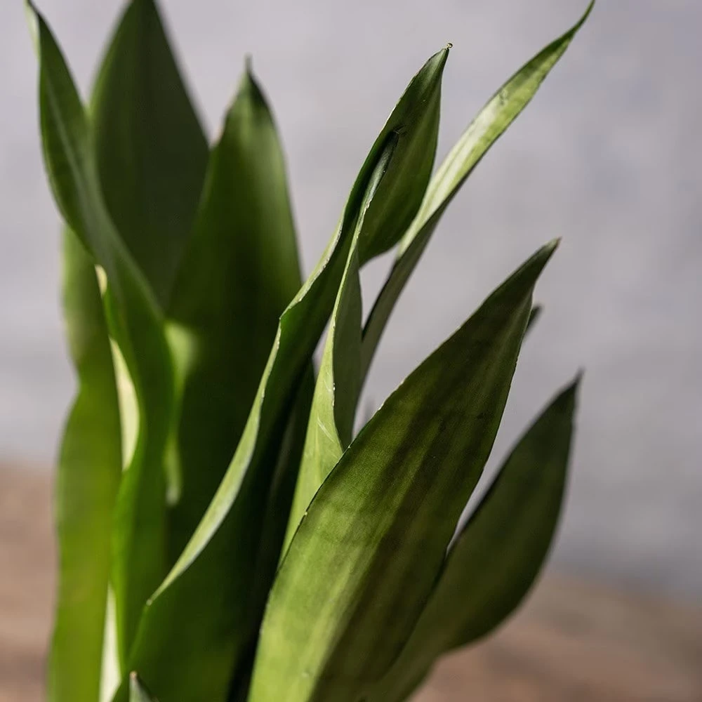 Sansevieria Trifasciata 'Moonshine' 3 Sansevieria Trifasciata 'Moonshine' - Image 3