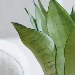 Sansevieria Trifasciata 'Moonshine' 7 Sansevieria Trifasciata 'Moonshine' -Pure Botanica pl2000034376 card4 lg