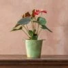 Anthurium Coral Champion ('Anthdotfan') (PBR)