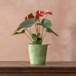Anthurium Coral Champion ('Anthdotfan') (PBR)
