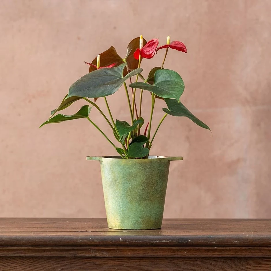 Anthurium Coral Champion ('Anthdotfan') (PBR) 1 Anthurium Coral Champion ('Anthdotfan') (PBR)